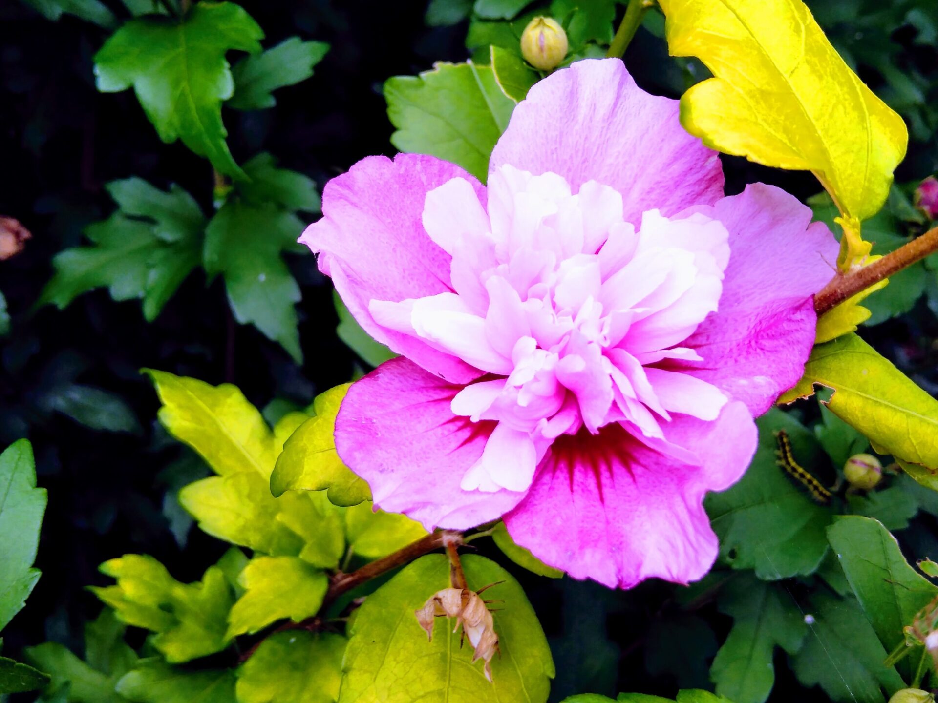 73 フラダンス ベーシックステップ ウリリ とは R3 7 1 やぁや日記